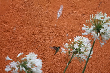 colibrí © roselosfoto