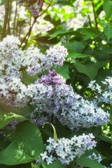 Syringa Lilac in Moscow
