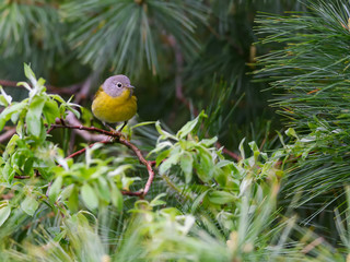 Nashville Warbler