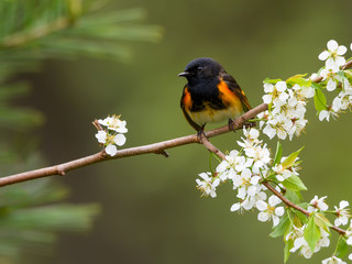 American Redstart Warbler Male