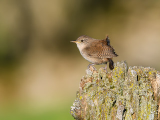 House Wren
