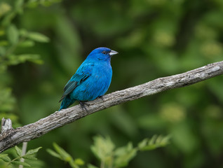 Indigo Bunting