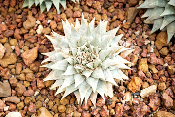 Naklejka na ściany i meble Cactus Family, barrel cactus, close-up barrel cactus