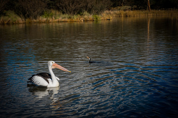 Bird community