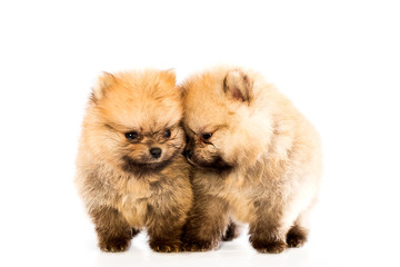 pomeranian puppy the age of 1-2 month