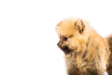 pomeranian puppy the age of 1-2 month