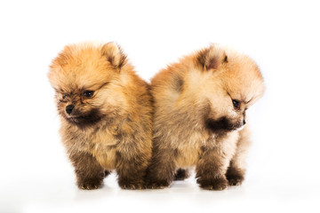 pomeranian puppy the age of 1-2 month