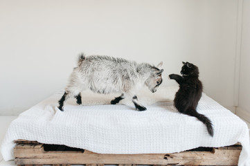 goat and kitten