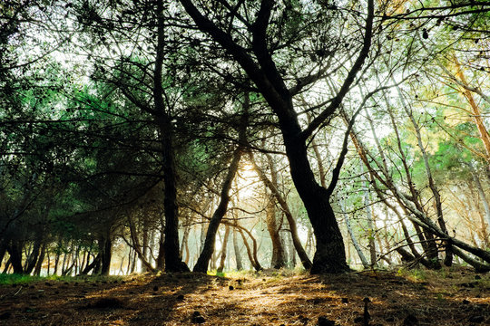 Sunset in the Forest