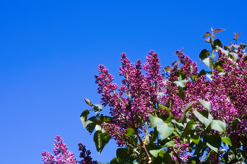 Syringa Lilac in Moscow