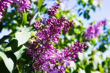 Syringa Lilac in Moscow