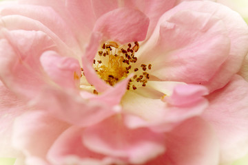 Fototapeta na wymiar Blurred pink rose for background