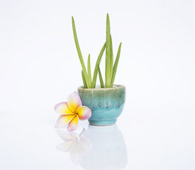 Aloe Vera plant in beautiful design ceramic pot with Plumeria flower isolate on white background