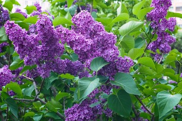 Syringa Lilac in Moscow