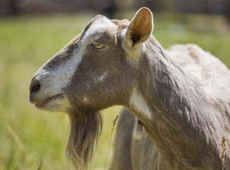 Side profile of nanny goat