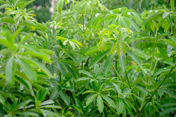 Fototapeta premium Pora deszczowa i drzewo