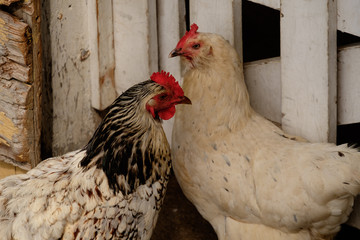 Chicken Chickens