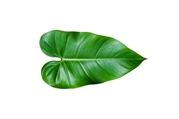 Obraz premium Tropical green leaf isolated on white background.