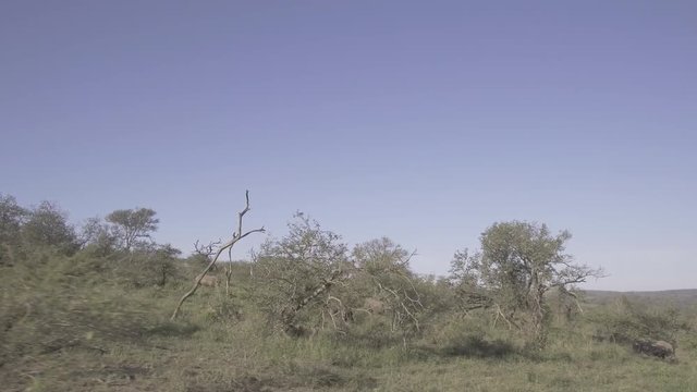 Tracking shot of a large crash of rhinoceroses in the African bush. 