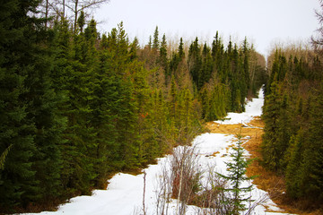 A cut line through a spruce forest with snow on the ground