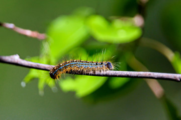 A macro shot of a forest tent caterpillar with leaves in the background appearing to look like a frog