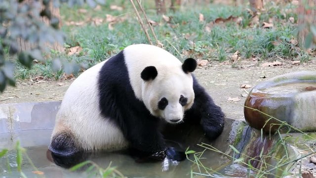 closeup of the giant panda rest in the sink