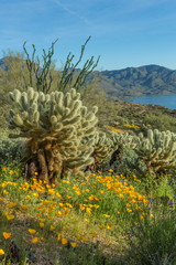 Desert cacti and Wildflowers