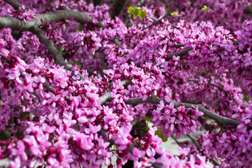 Pink flowers of European Crimson in Istanbul