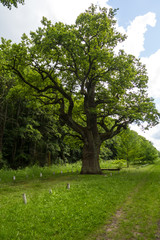 Fototapeta na wymiar The thousand-year-old oak grows on the clearing