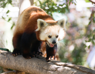 Obraz premium Red Panda Wild Animal Walking Down Tree Limb