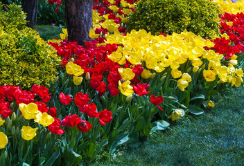 Multicolored tulips blossomed in spring in Turkey