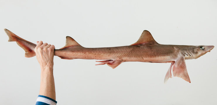 Woman fishmonger holding a dogfish shark