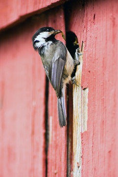 Black-capped Chickadee Bird Perched Over Nest Feeding Young
