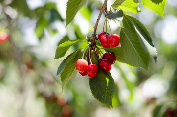 Red sweet cherries on the branch. Blurred background. Cherry orchard