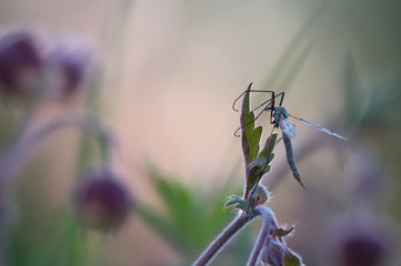 Cranefly resting on water avens, Geum rivale in early morning light