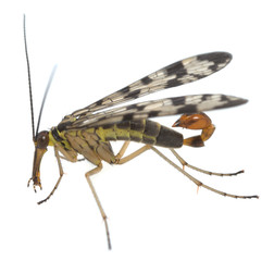 Male adult scorpionfly, Panorpa isolated on white background
