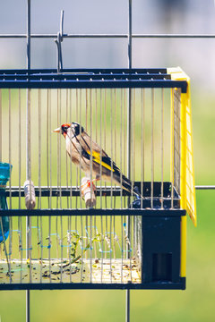 Singing contest goldfinch on a little bird cage