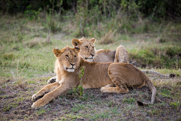 Brother Lions Relaxing in Savannah