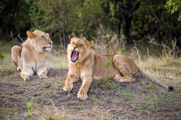 Brother Lions Roaring in Savannah