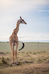 Maasai Giraffe on Savannah Waving Tail