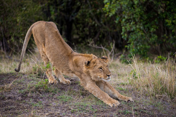 Stretching Male Lion on Hind Legs