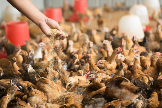Farm worker feeding chicken at poultry farm