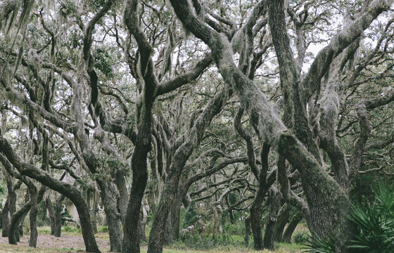 Oak Forest With Spanish Moss