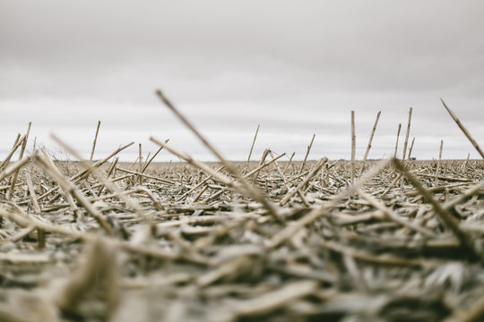 Winter Corn South Dakota