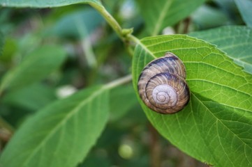 紫陽花の葉のカタツムリ