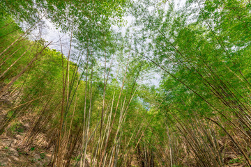 Bamboo forest and blue sky