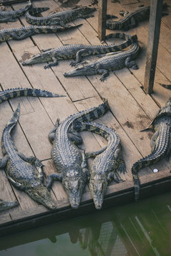 Crocodiles on Tonle Sap lake, Cambodia