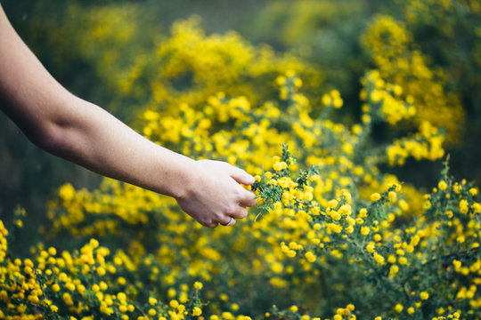 Girls hand reaching out to touch a yellow acacia plant