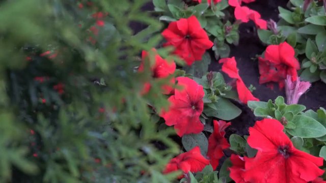 smoothly turning focus from tree to flower bed with red flowers.