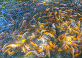 Obraz na płótnie Canvas Colorful carp swimming in the pond with several hundreds of paintings emerged to win food, generally have a beautiful